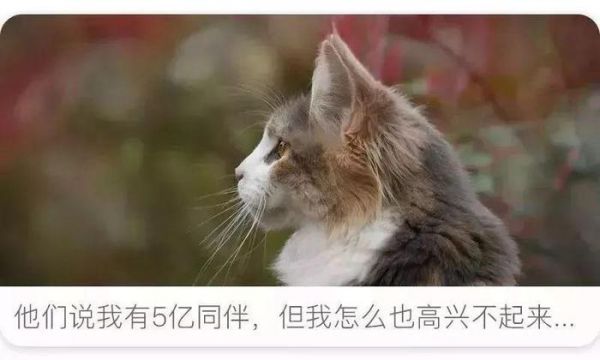 月入百万，粉丝破亿？揭秘真实萌宠大V的日常