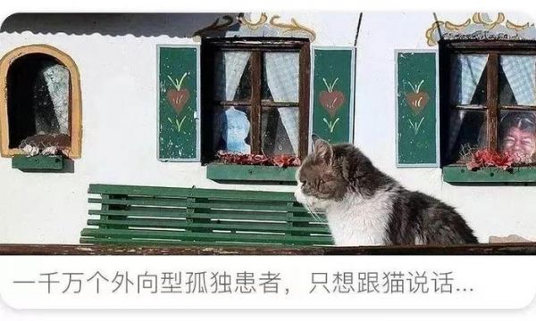 月入百万，粉丝破亿？揭秘真实萌宠大V的日常