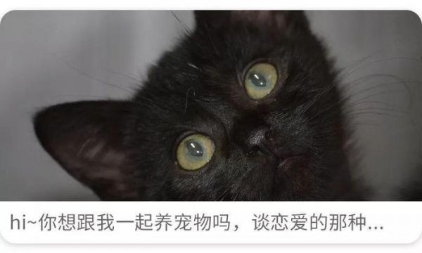 月入百万，粉丝破亿？揭秘真实萌宠大V的日常