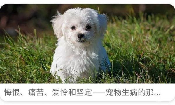 月入百万，粉丝破亿？揭秘真实萌宠大V的日常