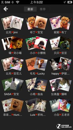 狗狗也有女神 动物社交平台"宠物约会" 