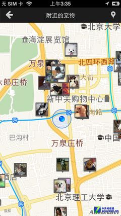 狗狗也有女神 动物社交平台"宠物约会" 