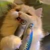 猫猫狗狗大舞台