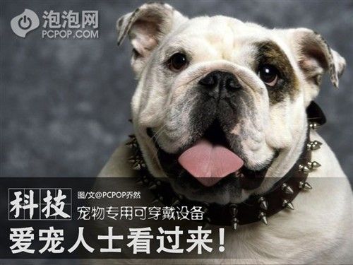 爱宠人士看过来 宠物专用智能穿戴设备 