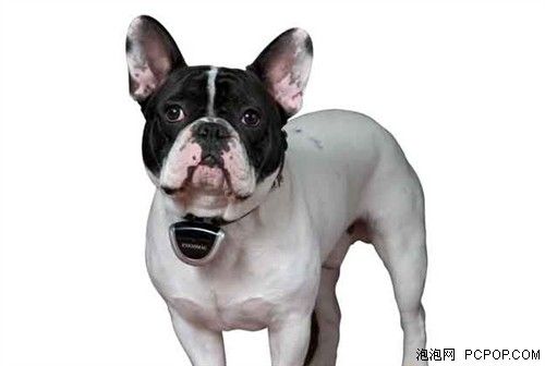 爱宠人士看过来 宠物专用智能穿戴设备 