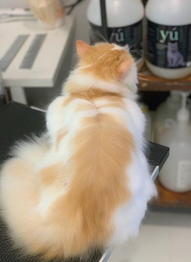 毛茸茸的猫咪日记