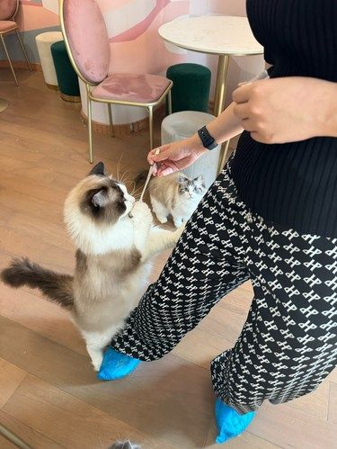 有小兔子的猫咖你去过吗