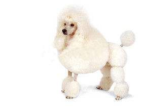 贵宾犬营养配方是什么？