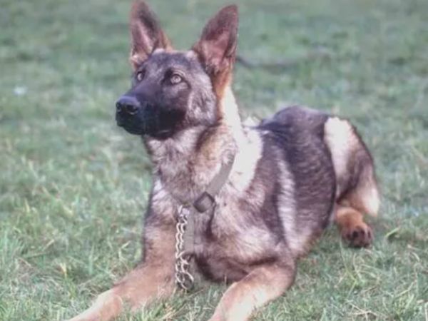 昆明犬几个月开始猛长？这里有解答