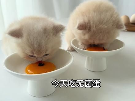 就想问，谁家猫猫吃饭的时候会把爪子放在饭盆里啊？ #奶猫喂养日记 #小奶猫 #猫咪沉浸式吃东西