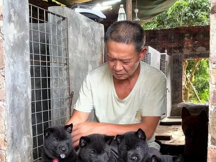 广西天花板五黑犬 #五黑犬 #农村土狗 #喜欢中华田园犬请关注 #广西五黑犬 #极品小狗