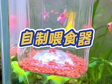 教你做一个超级实用的小鱼喂食器 #自制喂食器 #鱼缸喂食器 #养鱼 #喂鱼