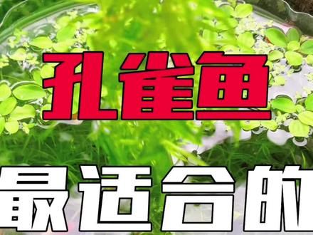 有一种水草非常好养，丢几根在鱼缸里，一个月后就爆缸了#水草 #孔雀鱼 #养鱼日记 #鱼缸里的大自然 #水草缸
