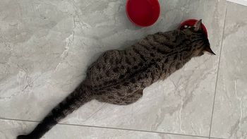 狸花猫吃过的那些猫粮看这里，渴望居然不是最常吃的！