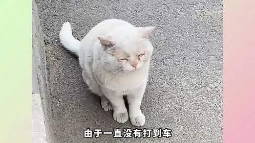 流浪猫向人类求救，女孩说了一句你躺下我就救你，没想到真躺了！