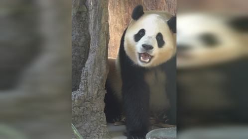 福宝宝的眼睛又大又亮！好像小灯泡啊