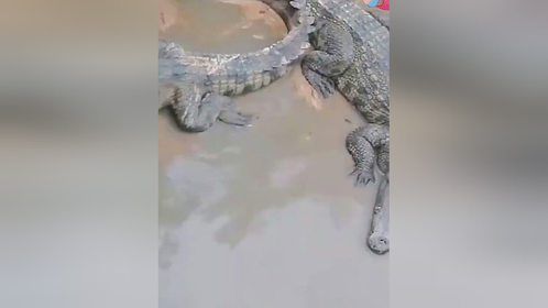 小鸡被丢进鳄鱼池，遭鳄鱼一秒甩头咬住，快到无法反应