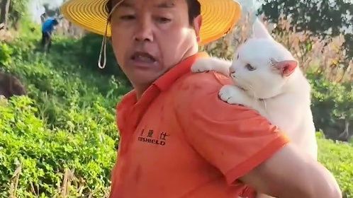 流浪猫被农民工大叔宠上天，干农活背着，睡觉抱着，吃酒席也带着
