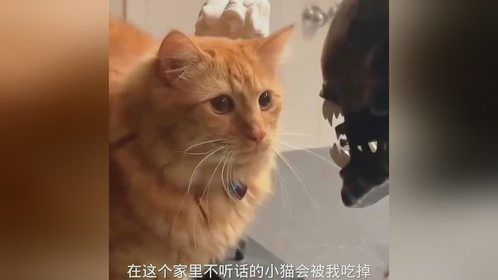 狗狗的搞笑瞬间，看一次笑不停