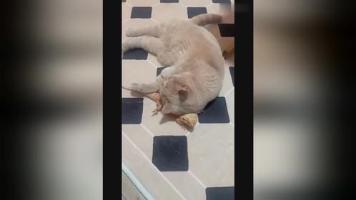 蜥蜴竟讨厌猫没边界感，究竟为何？