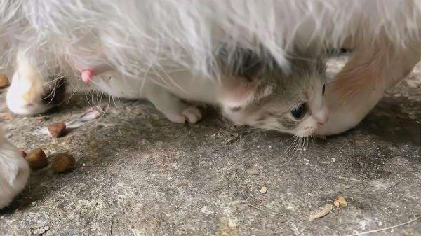 刚出生的小猫在找妈妈