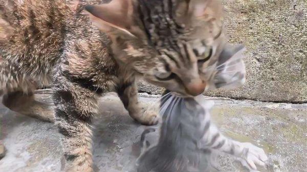 猫妈妈抱着哭泣的小猫回家