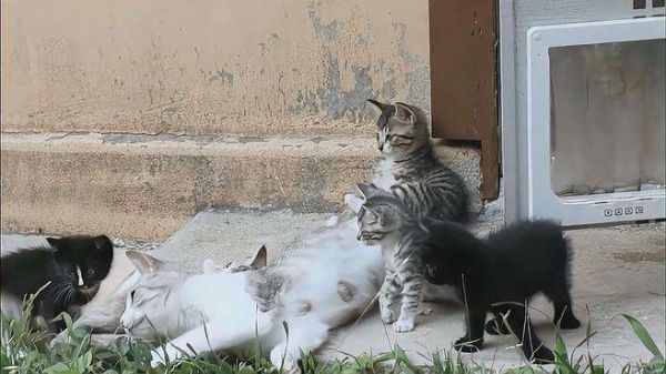 从仓库出来兜风的流浪猫一家