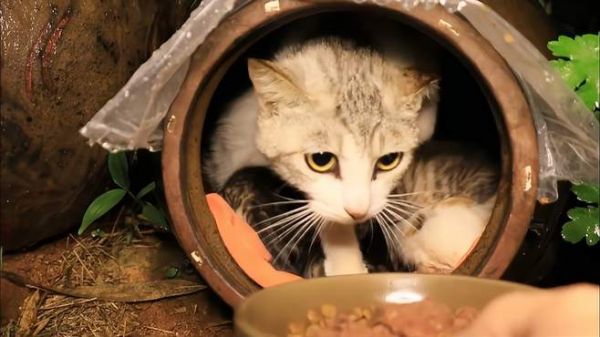 把淋着雨的小猫搬到仓库，母猫也跟着来了！