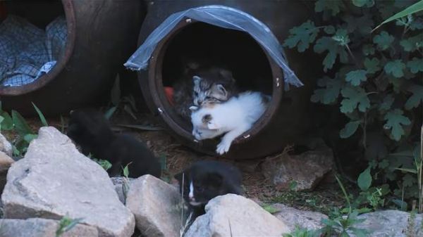庭院中饲养超可爱的猫咪一家，它们一起和谐的生活！
