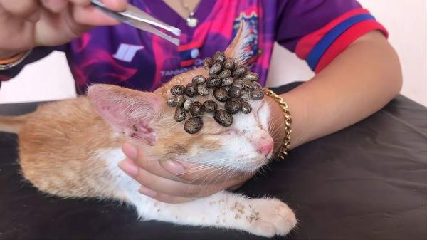 可怜的小橘猫的，被讨厌的害虫袭击了！