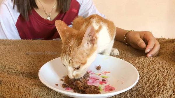 小橘猫外出几天就被虫子入侵了，主人果断给猫咪清理！