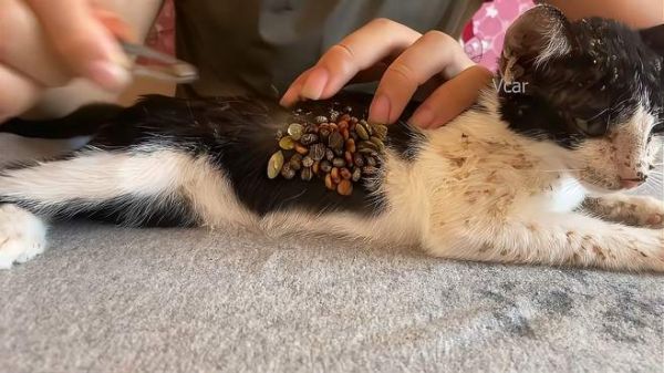一只可怜的流浪猫，被折磨的不成猫样了！
