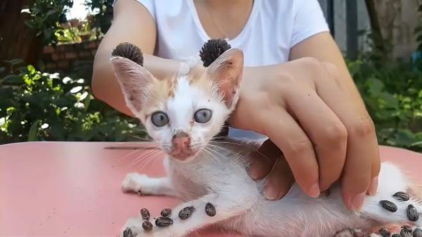野外的流浪猫被侵害，身上长满了小球！