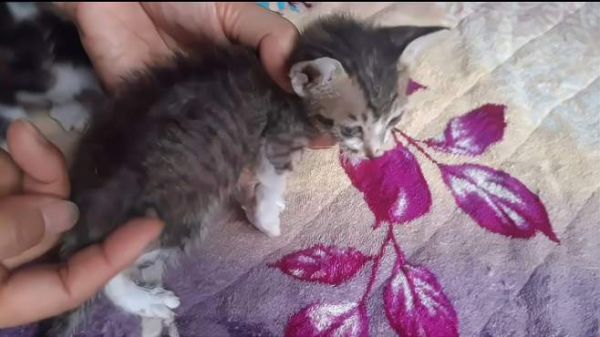 可怜的小流浪猫，被折磨得非常难受！
