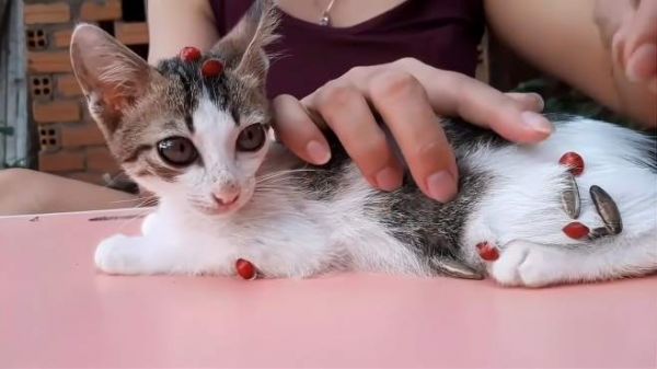 可爱的猫咪身上发现奇怪的东西！