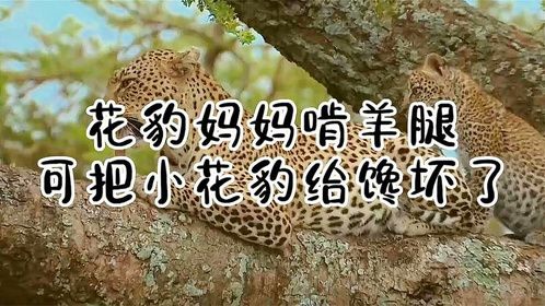 花豹妈妈啃羊腿，可把小花豹给馋坏了！