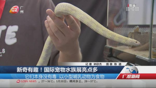 新奇有趣！国际宠物水族展亮点多