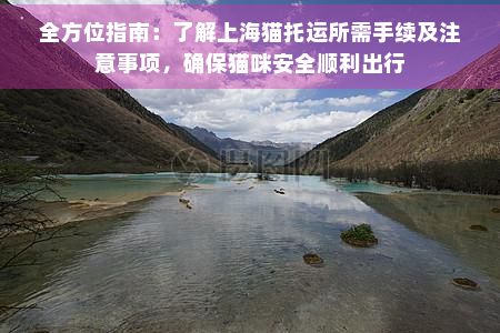 全方位指南：了解上海猫托运所需手续及注意事项，确保猫咪安全顺利出行