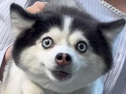 狗子：保安大哥我谢谢你！