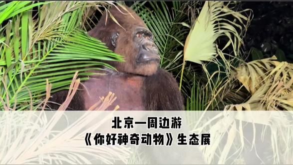 你好神奇动物生态展在隆福美术馆开展啦这个暑假快带小朋友来看看吧#你好神奇动物 #动物标本#野生动物零距离 #亲子游玩好去处 #奇妙的动物