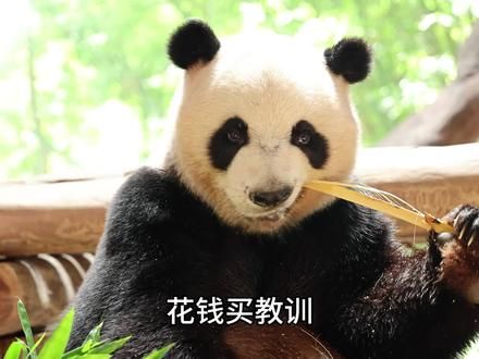 野生动物园，暑假游玩攻略，拒绝标题党，只说实话!#长隆野生动物园打卡攻略 #广州长隆野生动物园 #广州长隆2天1晚酒店套票 #广州长隆野生动物世界 #广州游玩攻略
