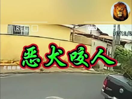 狗子咬人被男子一顿暴揍！ #神奇动物在抖音
