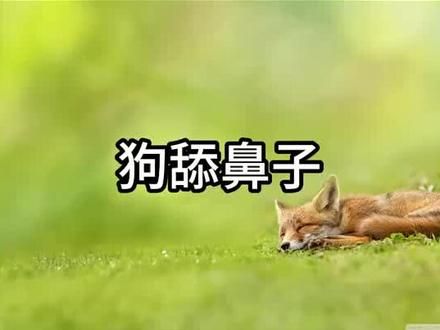 原来狗的舌头这么长#狗狗的迷惑行为