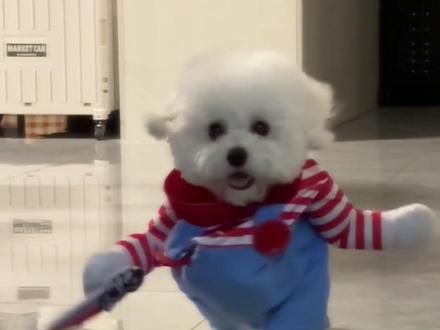#比熊 #恶犬出没 #萌宠出道计划