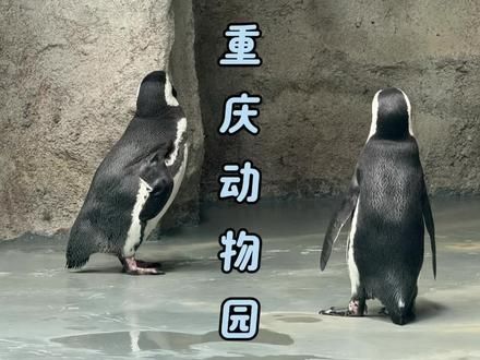 重庆动物园，二十多的门票可以看熊猫和企鹅#重庆动物园 #企鹅 #重庆动物园人山人海 #重庆动物园熊猫 #重庆旅游攻略