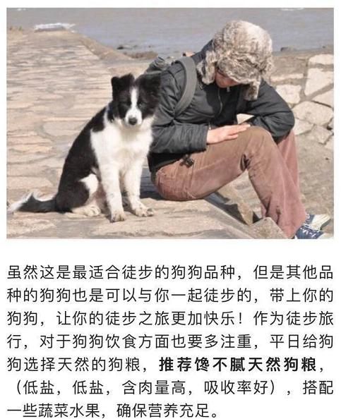 杜宾犬图片:哪些狗狗适合一起徒步旅行？