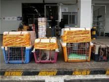 宠物托运