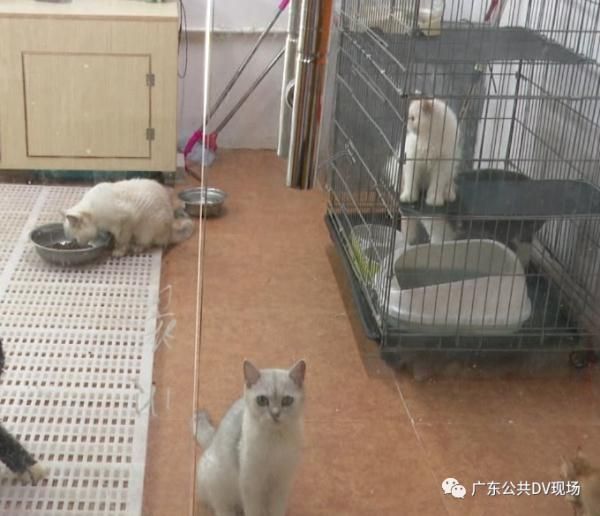 拳头硬了！小女孩用推门虐猫致死！网友怒了，店长发声…