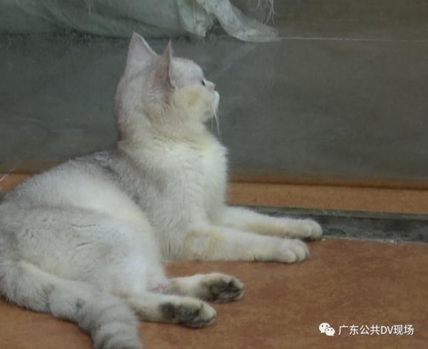 拳头硬了！小女孩用推门虐猫致死！网友怒了，店长发声…