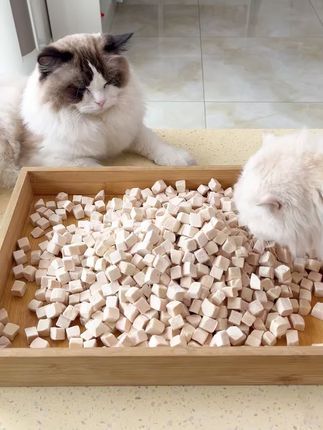 俏客萌宠物食品旗舰店：8月21日早上9:00直播间活动、点击预约#俏客萌冻干 #宠物零食#萌宠好物 #冻干零食